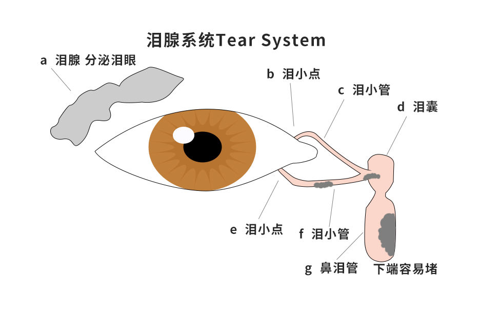 淚腺系統(tǒng)